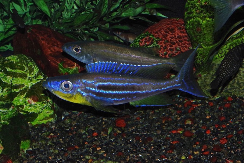 Benthochromis horii 'Kigoma'